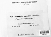 Puccinia sessilis image